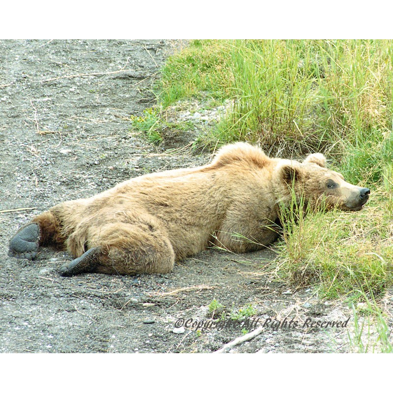 A Bear Morning (canvas)