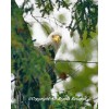 Curious Bald Eagle