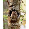 Concealed Owl hidden in tree  (canvas)
