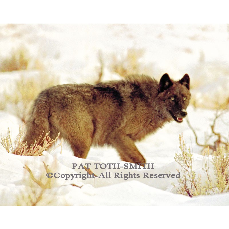 Yellowstone Gray Wolf