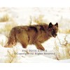 Gray Wolf form the Yellowstone area