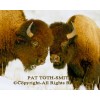 Buffalo taken in Yellowstone National park in winter