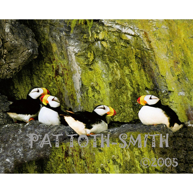 Puffin Rookery