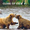 Taken in Alaska, two large bears frolicking