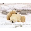Polar Mom and cub napping