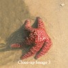 Taken in along the Pacific Coast, Starfishes and Sand