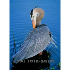 Great Blue Heron Posed Limited Edition (canvas)