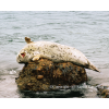 Taken in Point Lobos, Ca, this harbor seal was scratching his back on a rock