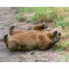 young grizzly bear scratching his back Alaska