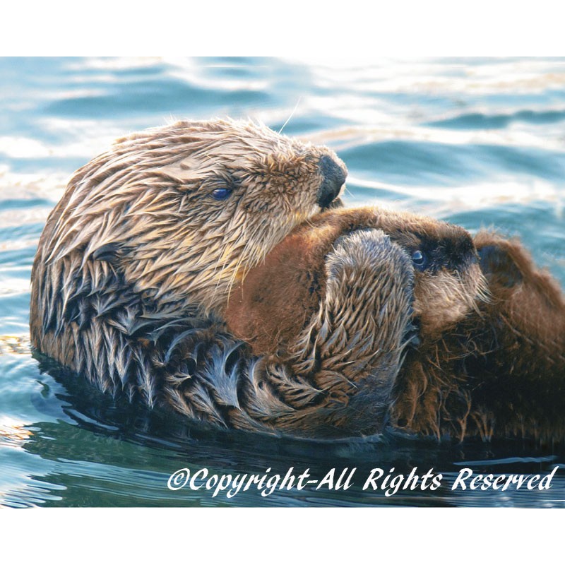 Sea Otter Pup (metal art)