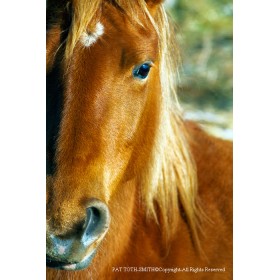 Wild Mustang Close-Up