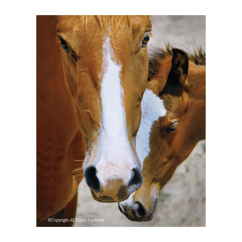 Wild Mustang Affection (canvas)
