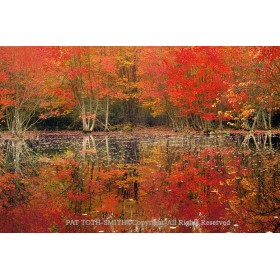 Autumn Colors  (canvas)