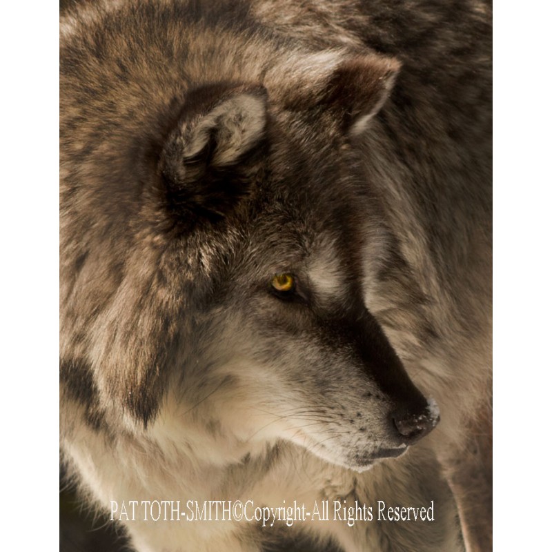 Gray Wolf Close Up  (metal art)