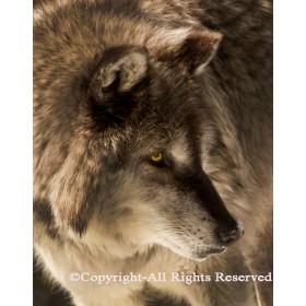 Gray Wolf Close Up (canvas)