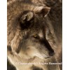 Gray Wolf (canvas)
