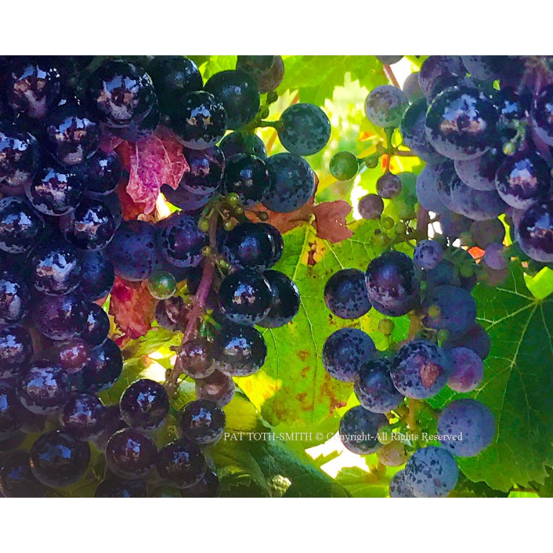 Autumn grapes
