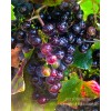  California Wine Grapes