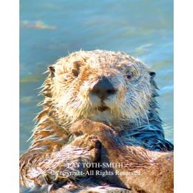 Pensive Sea Otter