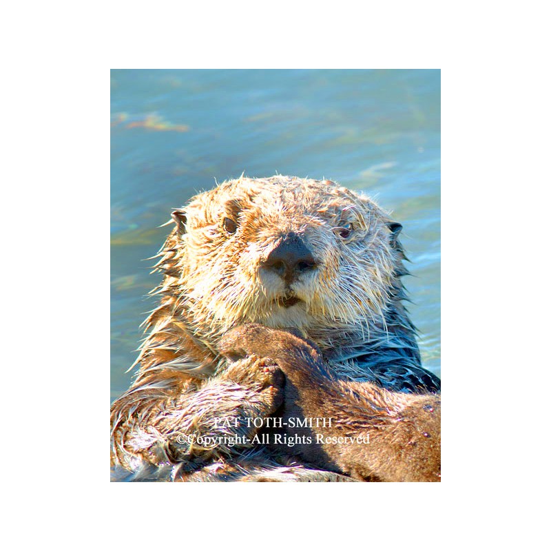 Pensive Sea Otter