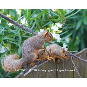 Squirrel family lesson