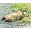A young Grizzly Bear stretching in Alaska