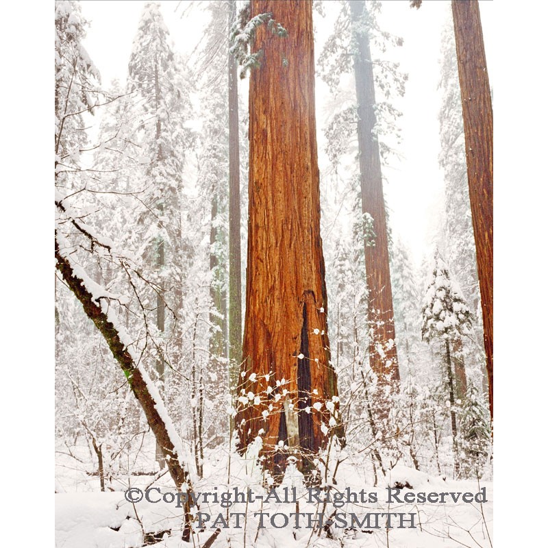 Redwood Snow